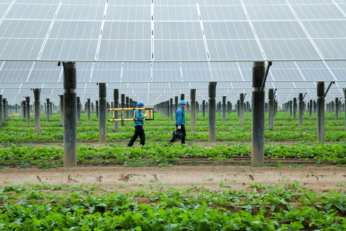 Innovative Application of Photovoltaic Support System for Agricultural Photovoltaic Complementation